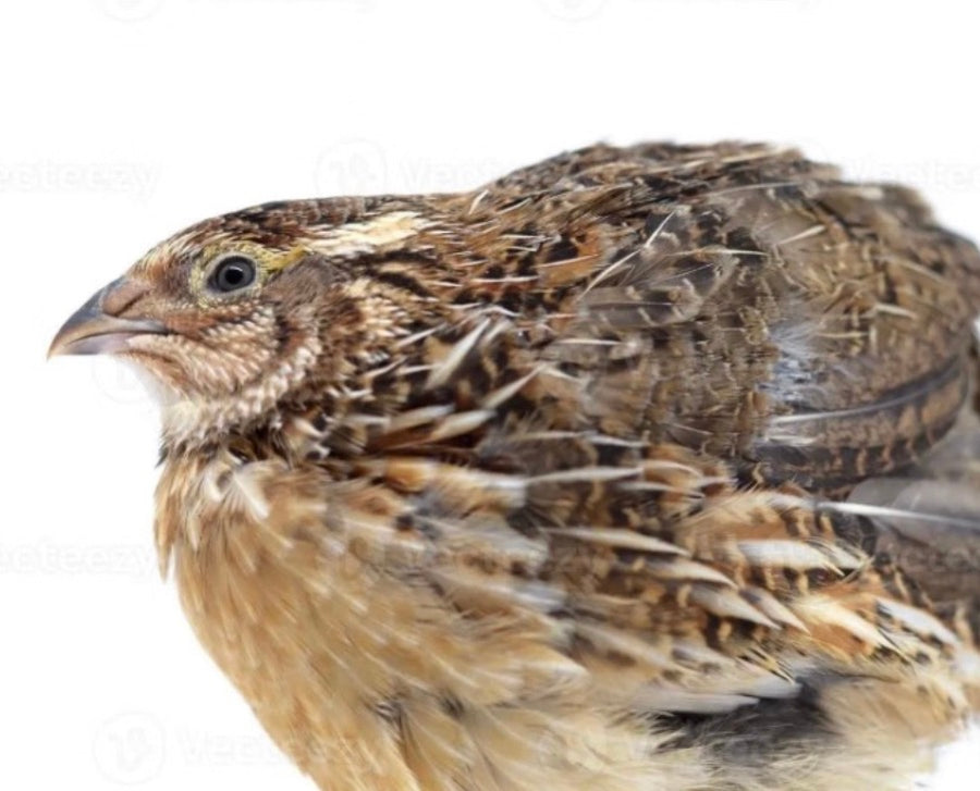 Aves