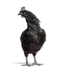 Pollitos Ayam Cemani | 1 a 5 Meses