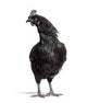 Pollitos Ayam Cemani | 1 a 5 Meses