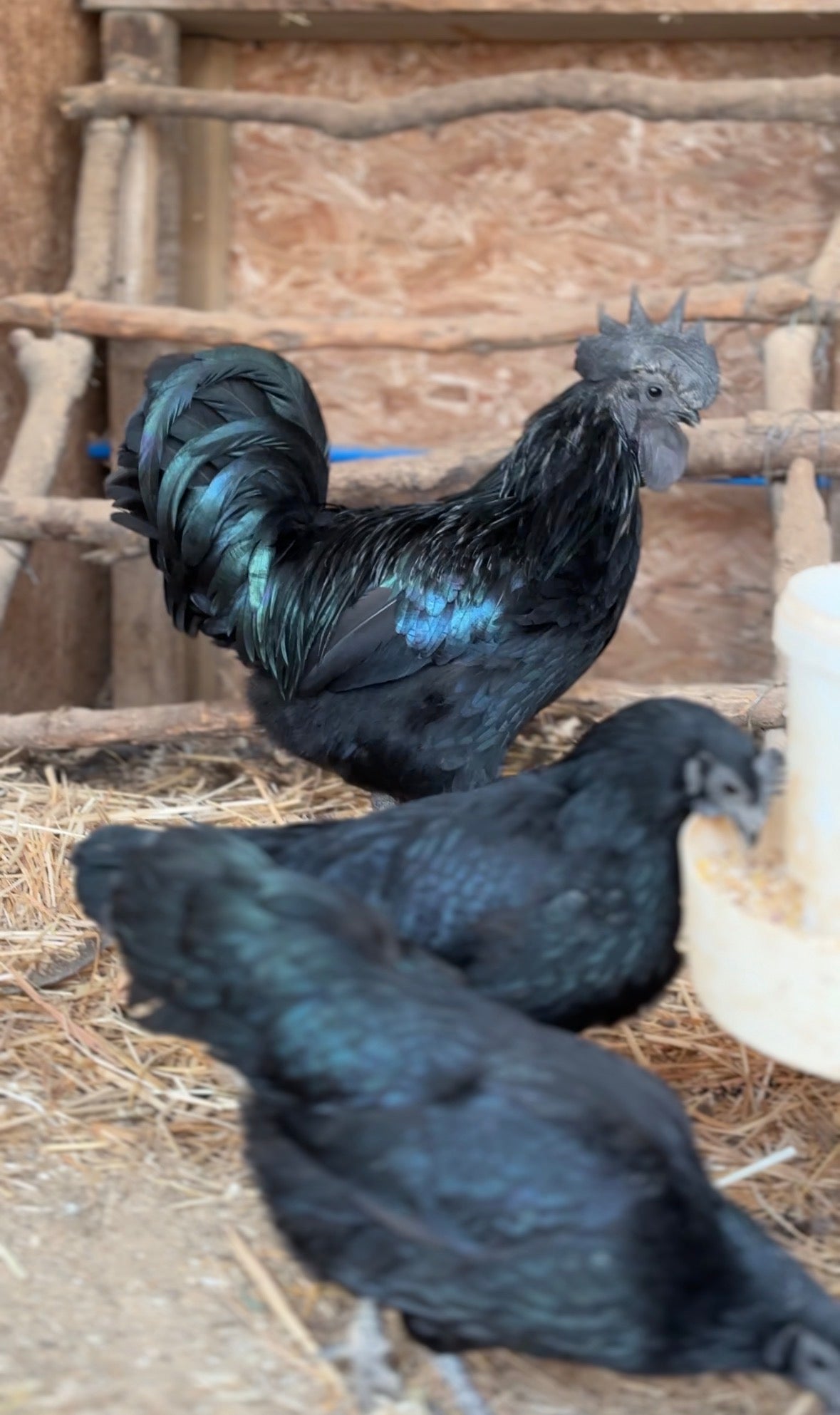 Huevos Ayam Cemani (unidad)