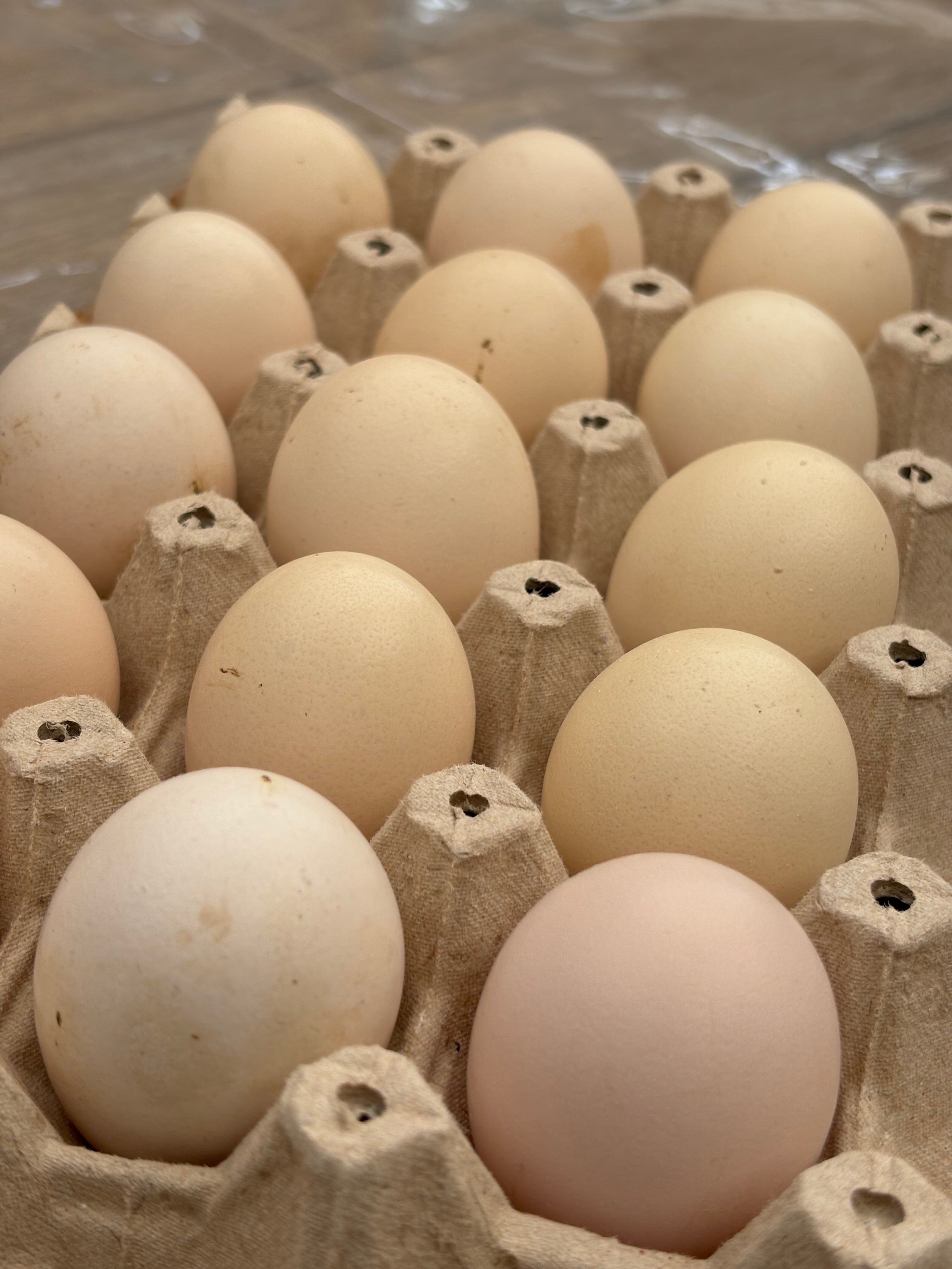 Huevos Ayam Cemani (unidad)