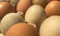 Huevos de gallina 30 unidades