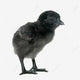Pollitos Ayam Cemani