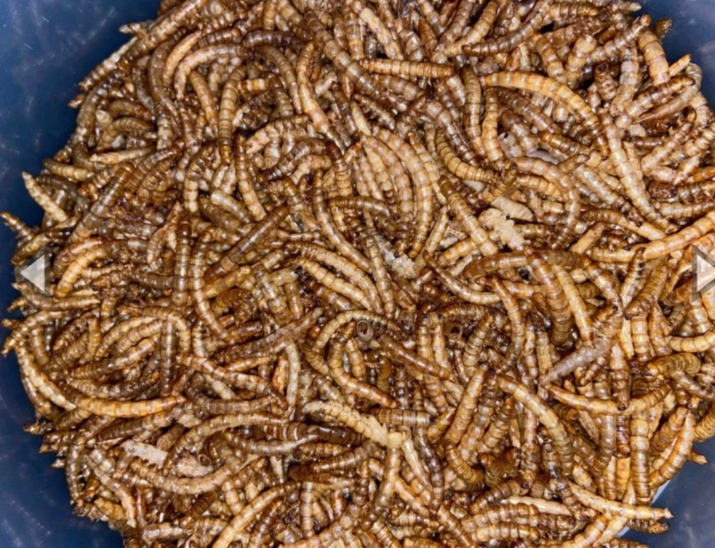 Tenebrios deshidratados 30G