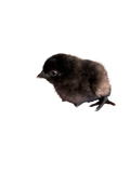 Pollitos Ayam Cemani