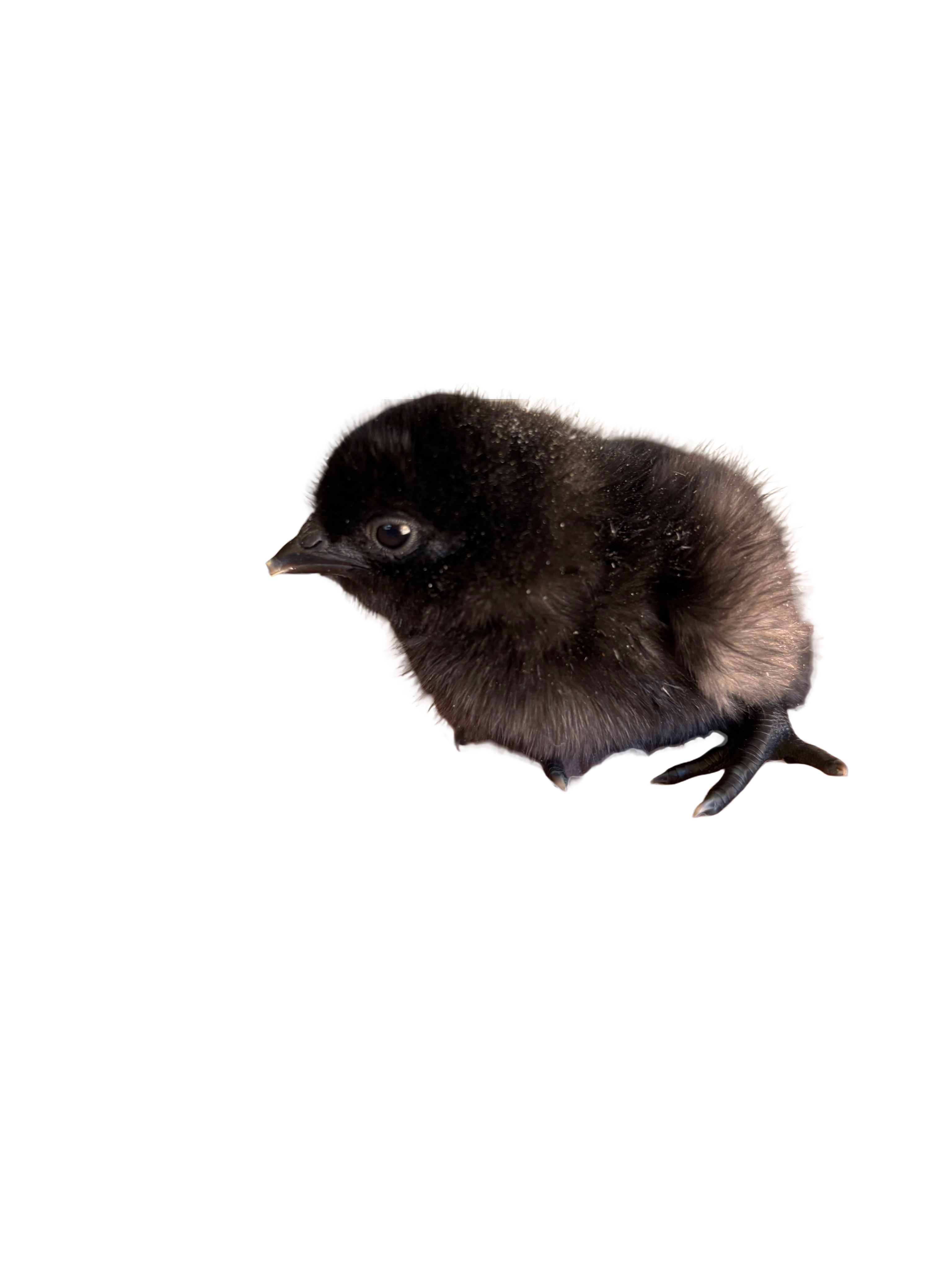 Pollitos Ayam Cemani