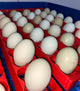 Huevo Fértil de Gallina Criolla (Unidad)